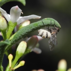 Entomophthora sp. (genus) at Acton, ACT - 11 Sep 2020