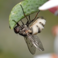 Entomophthora sp. (genus) at Acton, ACT - 11 Sep 2020
