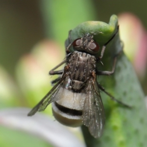 Entomophthora sp. (genus) at Acton, ACT - 11 Sep 2020