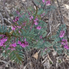 Indigofera australis subsp. australis (Australian Indigo) at Hughes Grassy Woodland - 19 Sep 2020 by JackyF