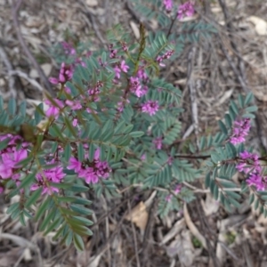 Indigofera australis subsp. australis at Hughes, ACT - 19 Sep 2020