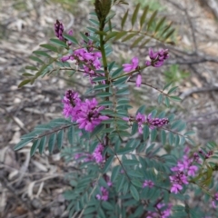 Indigofera australis subsp. australis at Hughes, ACT - 19 Sep 2020