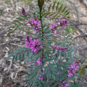 Indigofera australis subsp. australis at Hughes, ACT - 19 Sep 2020