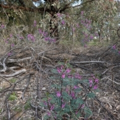 Indigofera australis subsp. australis at Hughes, ACT - 19 Sep 2020