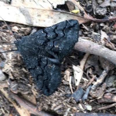 Melanodes anthracitaria (Black Geometrid) at Corrowong, NSW - 18 Sep 2020 by BlackFlat