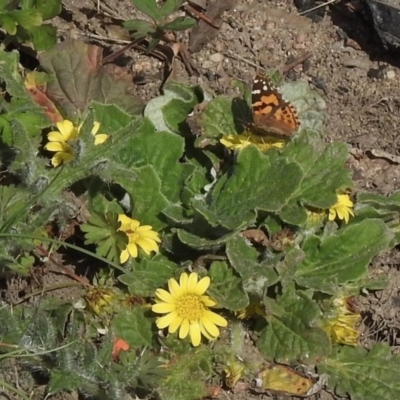 Vanessa kershawi (Australian Painted Lady) at Bumbalong, NSW - 19 Sep 2020 by KMcCue