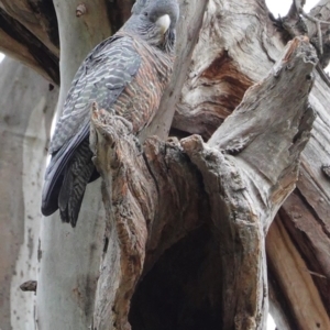 Callocephalon fimbriatum at Hughes, ACT - 18 Sep 2020