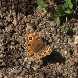 Junonia villida at Bumbalong, NSW - 19 Sep 2020 01:14 PM