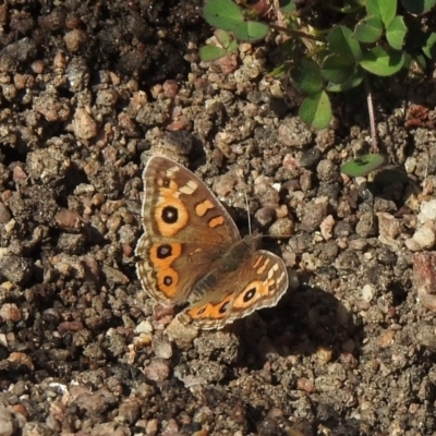 Junonia villida (Meadow Argus) at Namadgi National Park - 19 Sep 2020 by KMcCue