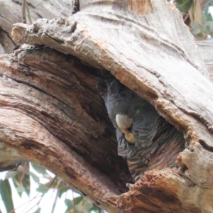 Callocephalon fimbriatum at Hughes, ACT - 19 Sep 2020