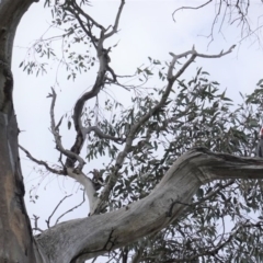 Callocephalon fimbriatum at Hughes, ACT - 19 Sep 2020