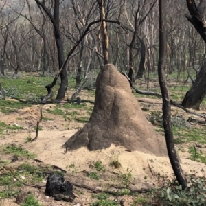 Coptotermes sp. (genus) at Bumbalong, NSW - suppressed