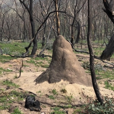 Coptotermes sp. (genus) (Termite) at Namadgi National Park - 19 Sep 2020 by KMcCue