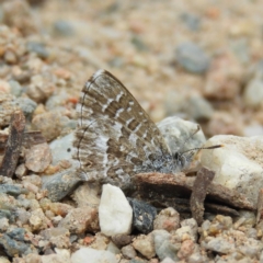 Theclinesthes serpentata (Saltbush Blue) at Tuggeranong Hill - 19 Sep 2020 by MatthewFrawley