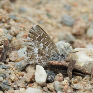 Theclinesthes serpentata at Theodore, ACT - 19 Sep 2020