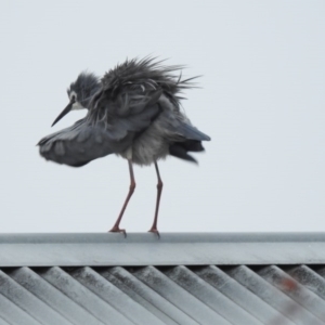 Egretta novaehollandiae at Bowral - 20 Sep 2020