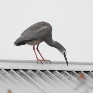 Egretta novaehollandiae at Bowral - 20 Sep 2020