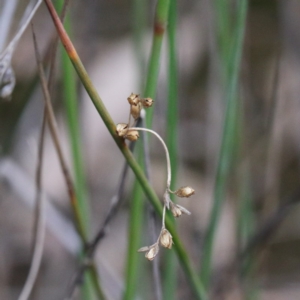 Juncus subsecundus at O'Connor, ACT - 19 Sep 2020 11:52 AM