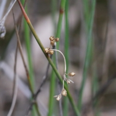 Juncus sp. (A rush) at O'Connor, ACT - 19 Sep 2020 by ConBoekel