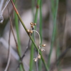 Juncus subsecundus at O'Connor, ACT - 19 Sep 2020