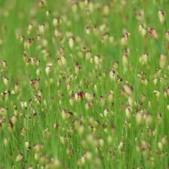 Briza maxima (Quaking Grass, Blowfly Grass) at Wodonga, VIC - 20 Sep 2020 by Kyliegw