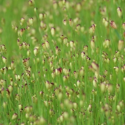 Briza maxima (Quaking Grass, Blowfly Grass) at Wodonga - 20 Sep 2020 by Kyliegw