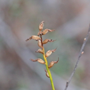 Corunastylis clivicola at O'Connor, ACT - 19 Sep 2020