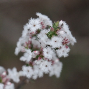 Styphelia attenuata at O'Connor, ACT - 19 Sep 2020