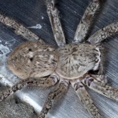 Neosparassus calligaster (Beautiful Badge Huntsman) at Ainslie, ACT - 19 Sep 2020 by jb2602