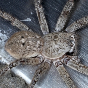 Neosparassus calligaster at Ainslie, ACT - 19 Sep 2020