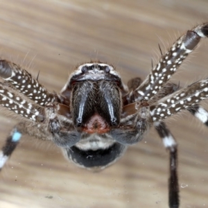 Neosparassus calligaster at Ainslie, ACT - 19 Sep 2020