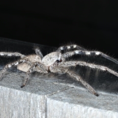 Neosparassus calligaster at Ainslie, ACT - 19 Sep 2020