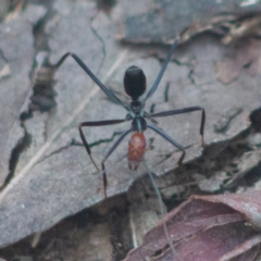 Leptomyrmex erythrocephalus (Spider ant) at Tidbinbilla Nature Reserve - 19 Sep 2020 by SthTallagandaSurvey