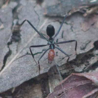 Leptomyrmex erythrocephalus (Spider ant) at Tidbinbilla Nature Reserve - 19 Sep 2020 by SthTallagandaSurvey