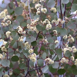 Eucalyptus polyanthemos at Wodonga, VIC - 20 Sep 2020 11:28 AM