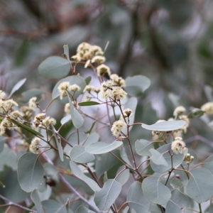 Eucalyptus polyanthemos at Wodonga, VIC - 20 Sep 2020