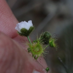 Drosera gunniana (Pale Sundew) at Dryandra St Woodland - 19 Sep 2020 by ConBoekel