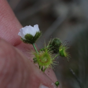 Drosera gunniana at O'Connor, ACT - 19 Sep 2020