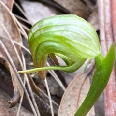 Pterostylis nutans (Nodding Greenhood) at Paddys River, ACT - 19 Sep 2020 by SthTallagandaSurvey