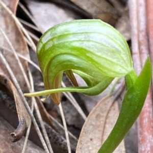 Pterostylis nutans at Paddys River, ACT - suppressed