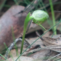 Pterostylis nutans at Paddys River, ACT - 19 Sep 2020