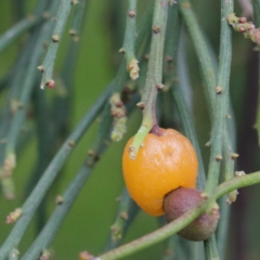 Exocarpos cupressiformis (Cherry Ballart) at Dryandra St Woodland - 19 Sep 2020 by ConBoekel