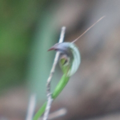 Pterostylis pedunculata (Maroonhood) at Paddys River, ACT - 19 Sep 2020 by SthTallagandaSurvey