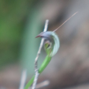 Pterostylis pedunculata at Paddys River, ACT - 19 Sep 2020