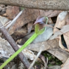 Pterostylis pedunculata at Paddys River, ACT - suppressed