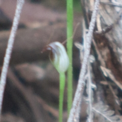 Pterostylis pedunculata at Paddys River, ACT - suppressed