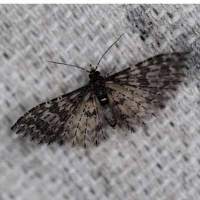 Alucita phricodes (A Many-plumed Moth) at O'Connor, ACT - 19 Sep 2020 by ibaird