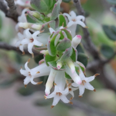 Brachyloma daphnoides (Daphne Heath) at Dryandra St Woodland - 19 Sep 2020 by ConBoekel