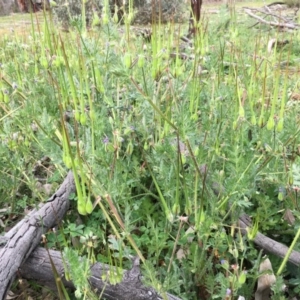 Erodium botrys at Hackett, ACT - 19 Sep 2020