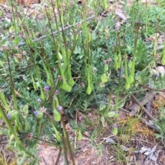 Erodium botrys (Long Storksbill) at Hackett, ACT - 19 Sep 2020 by JochenZeil